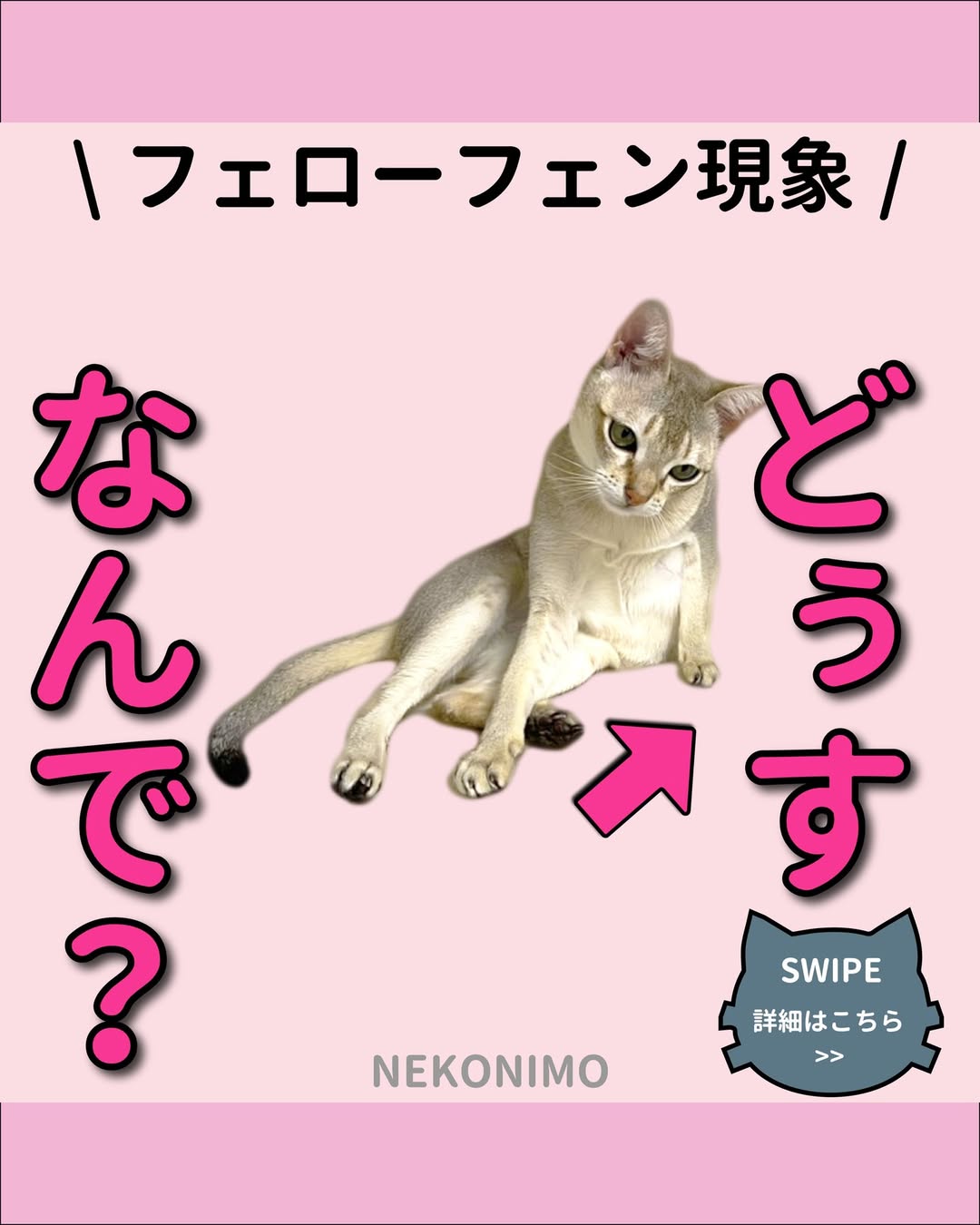 猫の片足つま先立ち「フローフェン現象」の秘密 | 猫の日.jp | ねこにも