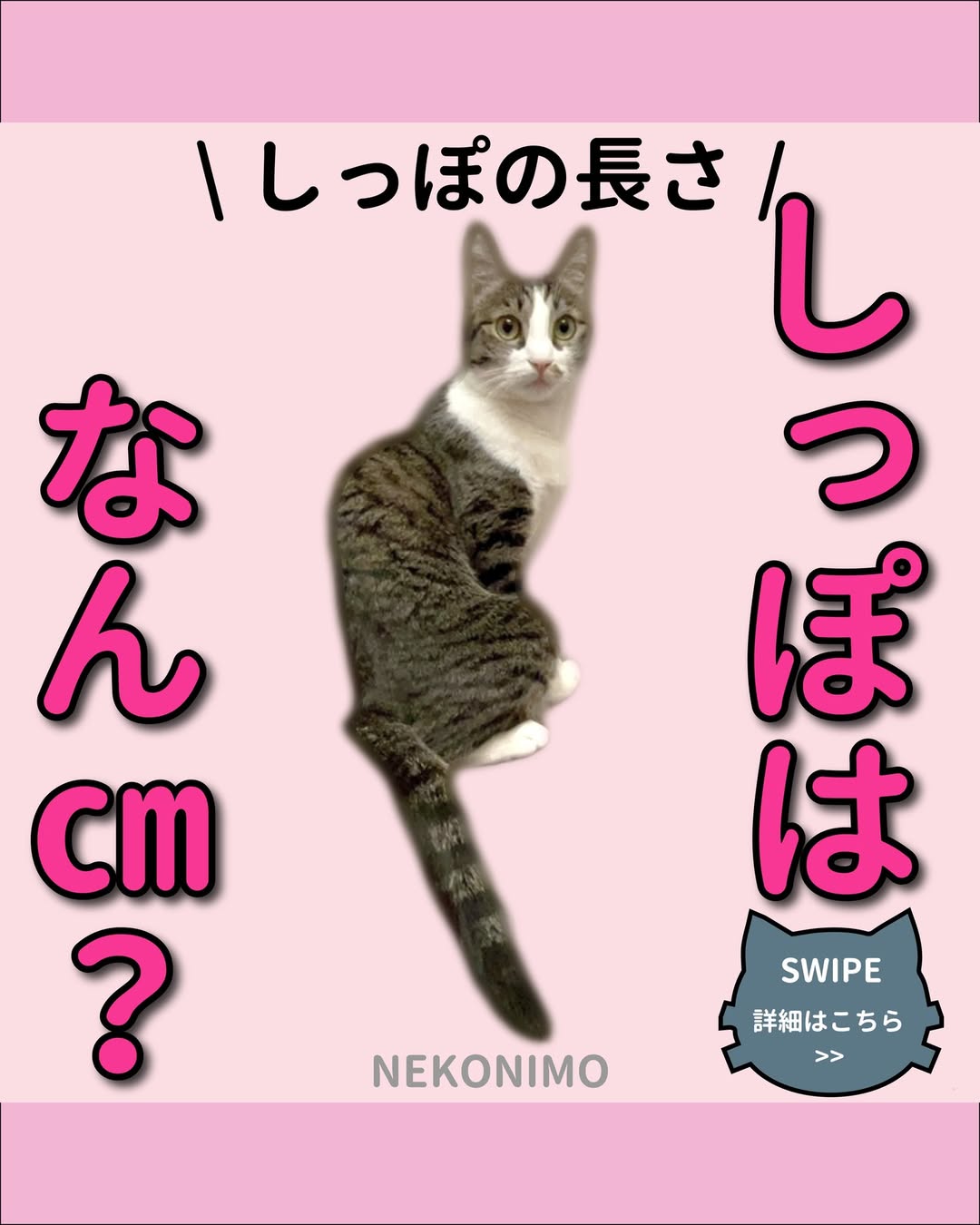 猫のしっぽの長さに意味はある?短尾・長尾の違いと性格傾向 | 猫の日.jp | ねこにも