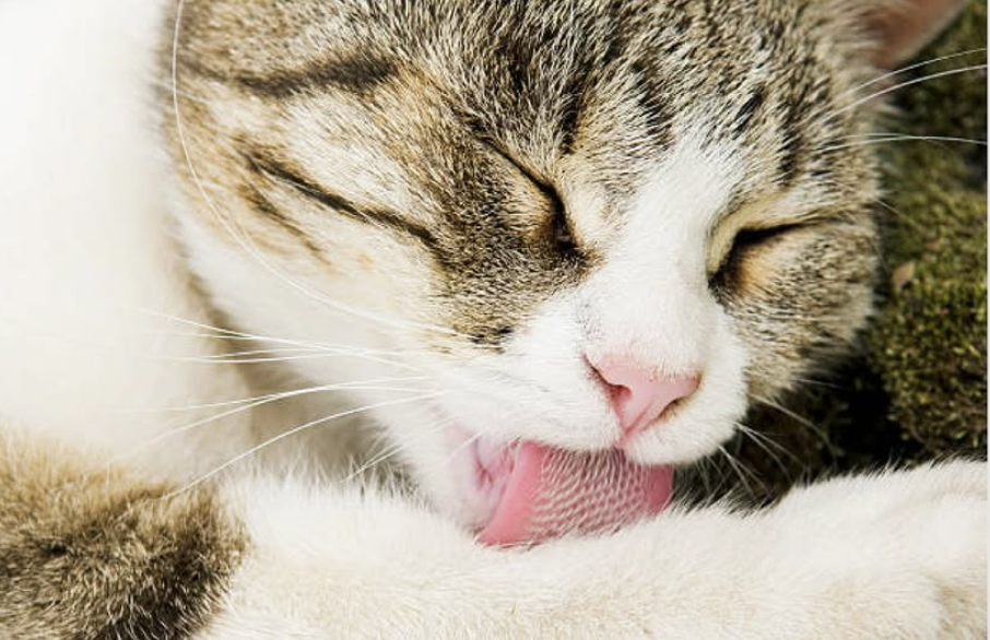 猫はなぜ熱いものが苦手?猫舌の真実 | 猫の日.jp | ねこにも