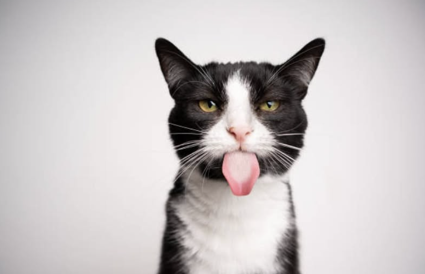 猫はなぜ熱いものが苦手?猫舌の真実 | 猫の日.jp | ねこにも