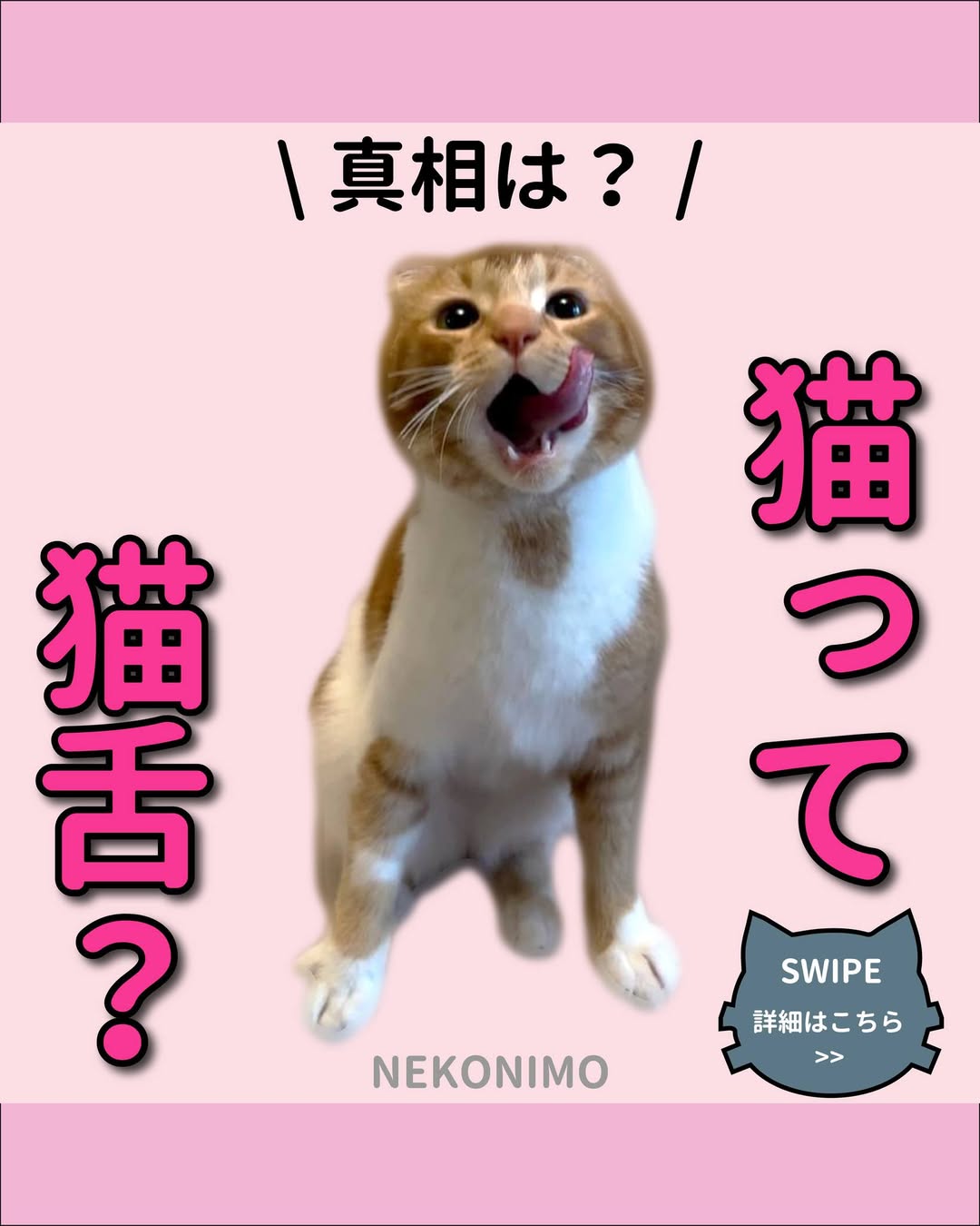 猫はなぜ熱いものが苦手?猫舌の真実 | 猫の日.jp | ねこにも