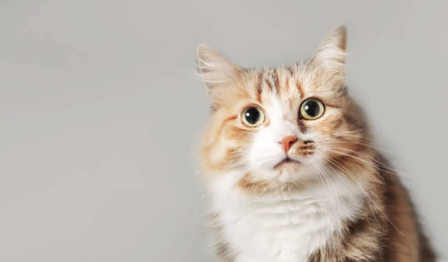 【猫豆知識】オスの三毛猫はなぜ少ない？その理由を解説 | 猫の日.jp | ねこにも