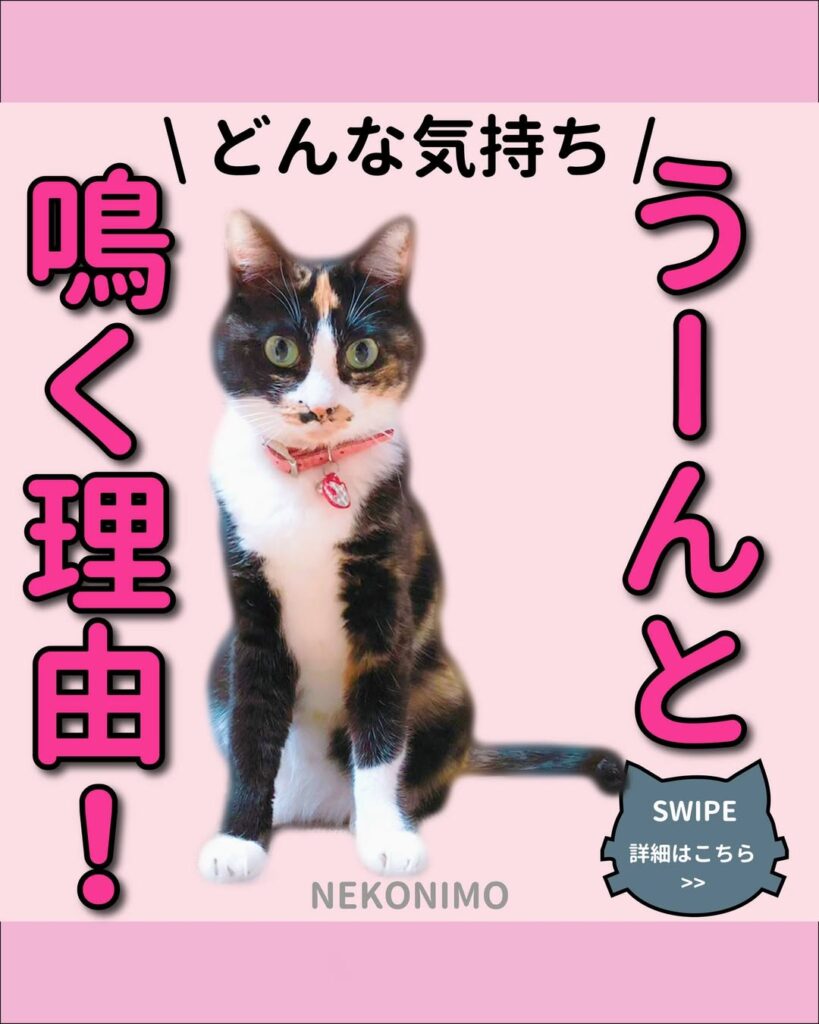 どんな気持ち？うーん、と鳴く理由 | 猫の日.jp | ねこにも