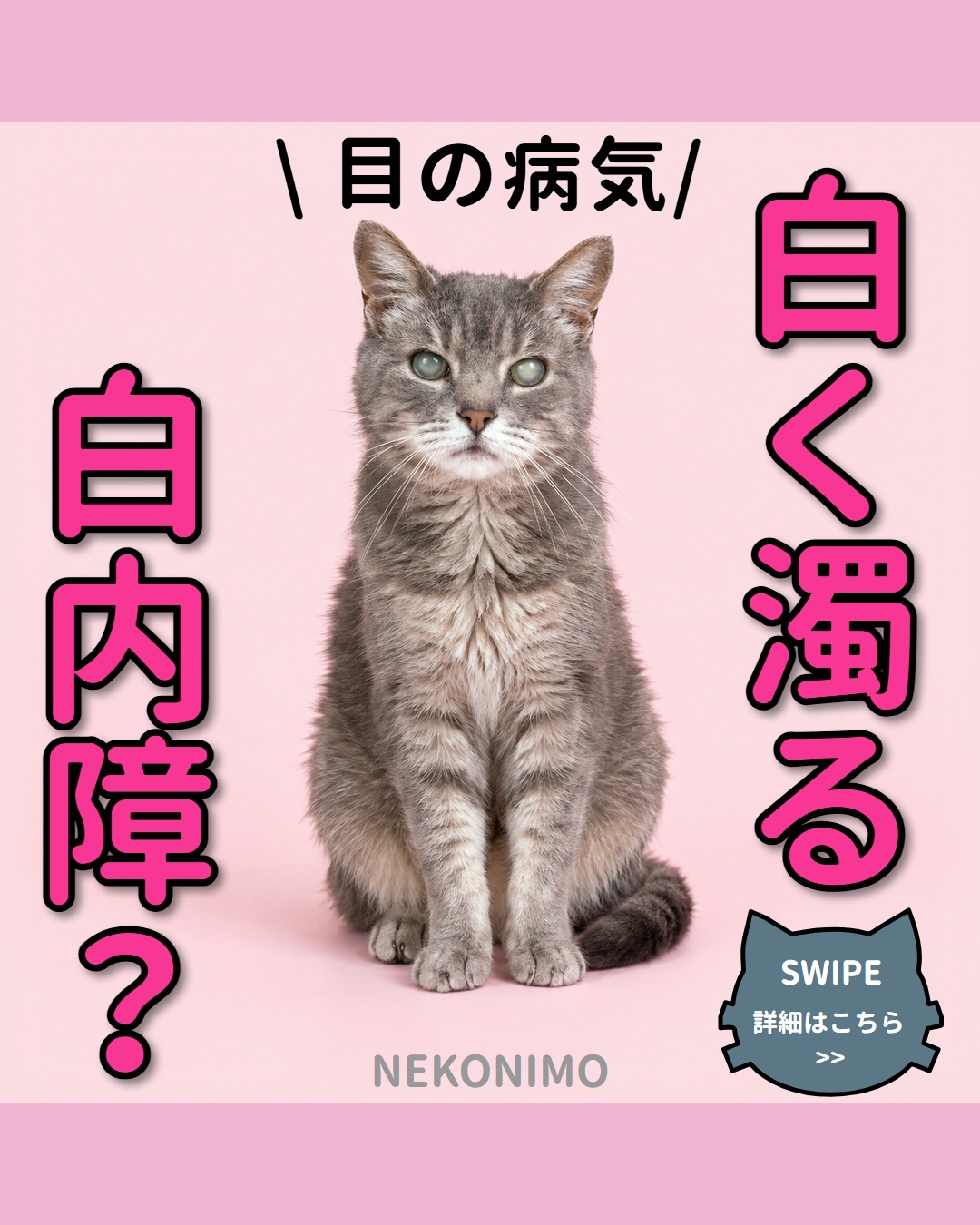 猫の目が白く濁る？白内障の症状と進行を解説